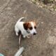 Cookie (beagle and jack russel terrier mix)