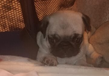 Pug Puppies for Sale