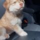 Female Alaskan Malamutes (8 weeks old)