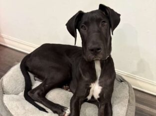 Great Dane / Mastiff