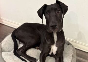 Great Dane / Mastiff