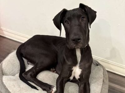 Great Dane / Mastiff
