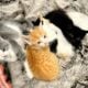 Free kittens to good home