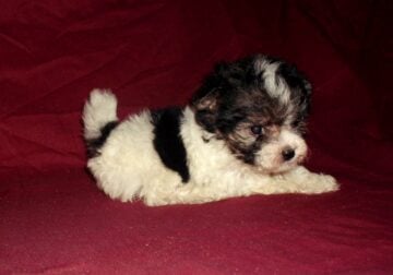 Posie – Teacup MaltiPoo female, non-shedding