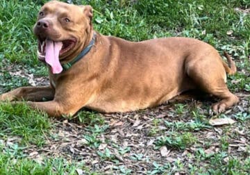 Fun Loving Pit looking for new home