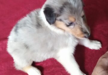 Beautiful Rough Collie Puppies