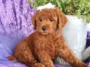 sweet Little Mini Golden doodle Girly