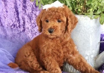 sweet Little Mini Golden doodle Girly