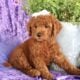 sweet Little Mini Golden doodle Girly
