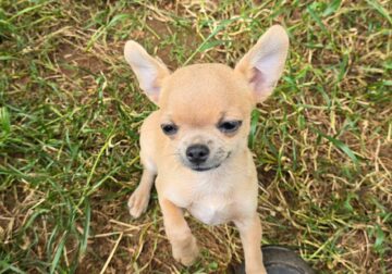 Blue fawn male AKC 4lbs