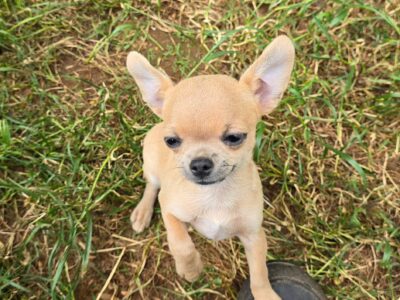 Blue fawn male AKC 4lbs