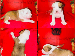 American Staffordshire Terrier Bully UKC/ABR