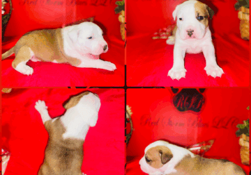 American Staffordshire Terrier Bully UKC/ABR