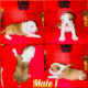 American Staffordshire Terrier Bully UKC/ABR