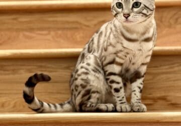 Beautiful Bengal male cat