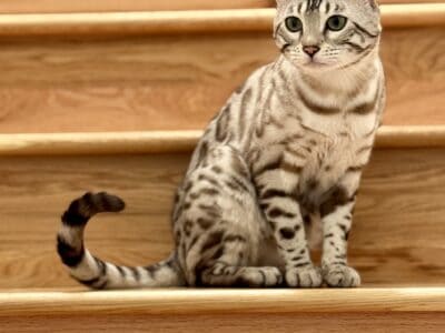 Beautiful Bengal male cat