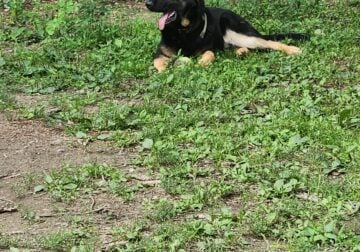 GERMAN SHEPHERD PUPPIES