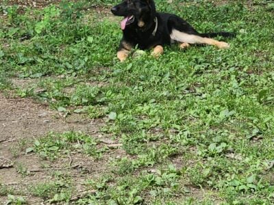GERMAN SHEPHERD PUPPIES