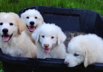 Sweet Pyrenees Puppies