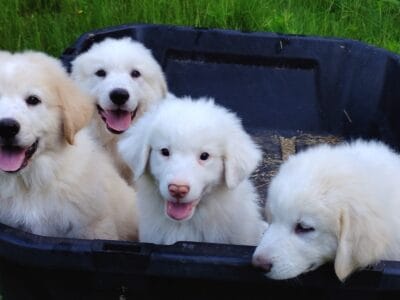 Sweet Pyrenees Puppies