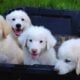 Sweet Pyrenees Puppies