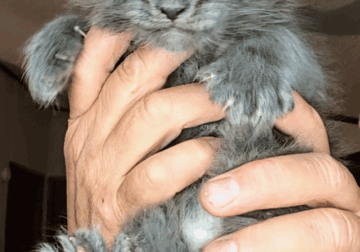 Maine Coon kittens