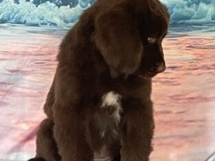 AKC Newfoundland’s Full Registration