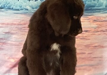 AKC Newfoundland’s Full Registration