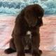 AKC Newfoundland’s Full Registration