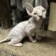 Beautiful Sphynx kittens