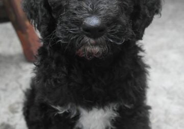 Luna, Labradoodle