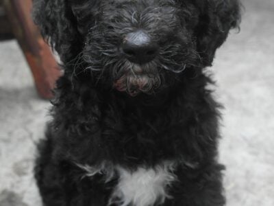 Luna, Labradoodle