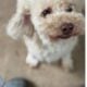 Female poodle