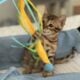 Amazing Simba Bengal Kitten