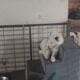 4 Rough Collie Puppies 8 weeks