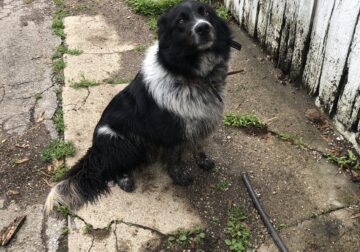 Very Friendly fixed border collie