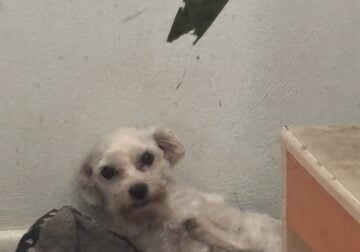 Maltese for rehoming