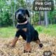 Doberman Puppies black and rust