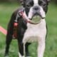 BOSTON TERRIER PUPPIES