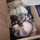 sphynx kittens for sale
