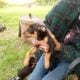 Small Loving Puppies Need Good Homes
