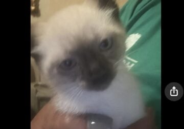 Siamese Rag Doll kittens
