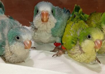 Baby Birds