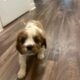 Selling 3 Cavalier King Charles Spaniels- 500 Each