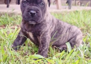 Presa Canario Puppy