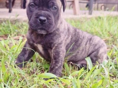 Presa Canario Puppy