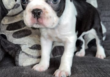 BOSTON TERRIER PUPPIES