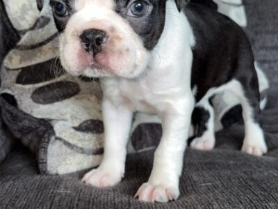 BOSTON TERRIER PUPPIES