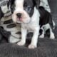 BOSTON TERRIER PUPPIES