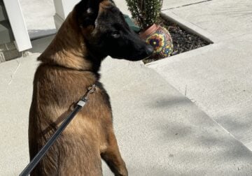 Belgian Mallinois Puppy